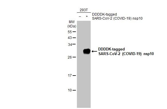 SARS-CoV-2 NSP10 Antibody (HL1381) - Azide and BSA Free