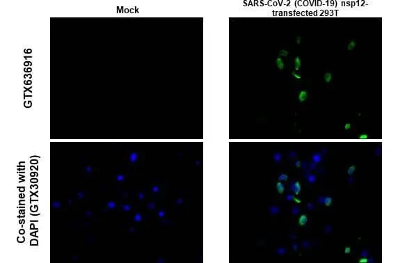 SARS-CoV-2 nsp12 Antibody (HL1444) - Azide and BSA Free