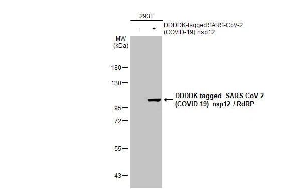 SARS-CoV-2 nsp12 Antibody (HL1444) - Azide and BSA Free