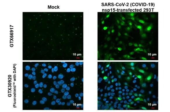 SARS-CoV-2 nsp15 Antibody (HL1445) - Azide and BSA Free