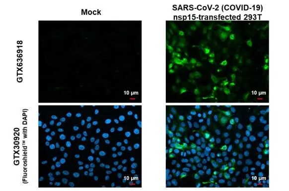 SARS-CoV-2 nsp15 Antibody (HL1446) - Azide and BSA Free