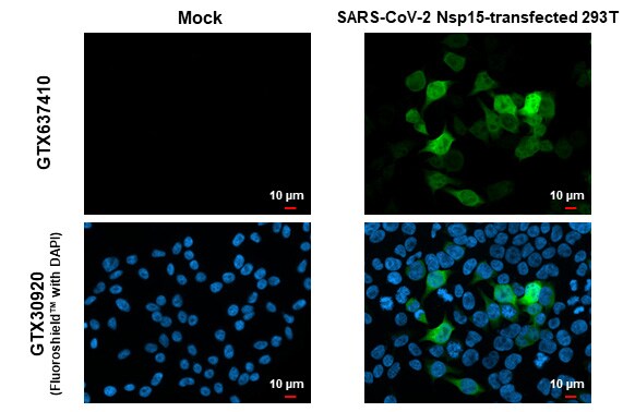 SARS-CoV-2 nsp15 Antibody (HL1760) - Azide and BSA Free