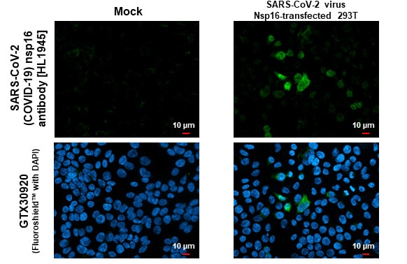 SARS-CoV-2 nsp16 Antibody (HL1945) - Azide and BSA Free