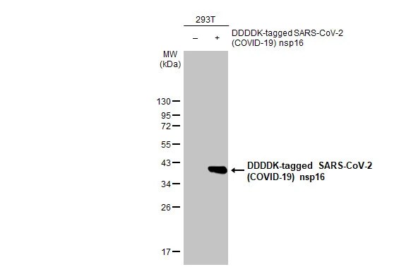 SARS-CoV-2 nsp16 Antibody (HL1945) - Azide and BSA Free