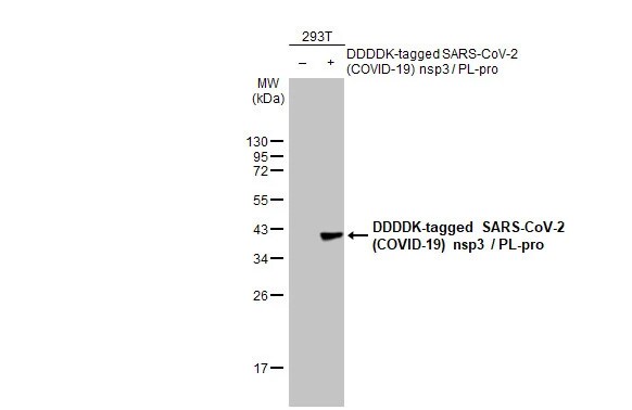 SARS-CoV-2 nsp3 Antibody (HL2350) - Azide and BSA Free