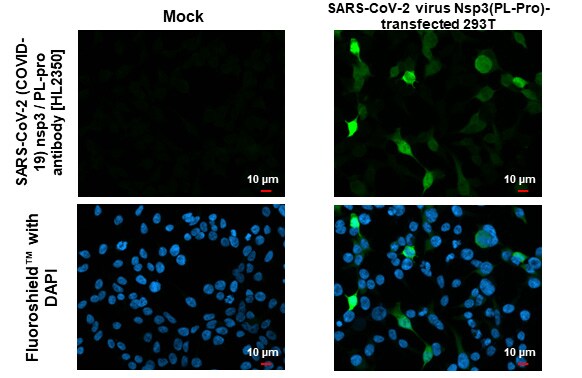 SARS-CoV-2 nsp3 Antibody (HL2350) - Azide and BSA Free