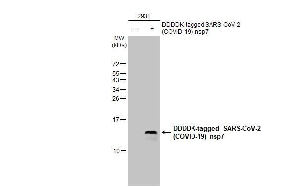 SARS-CoV-2 nsp7 Antibody (HL1301) - Azide and BSA Free
