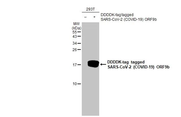 SARS-CoV-2 ORF9b Antibody (HL1917) - Azide and BSA Free
