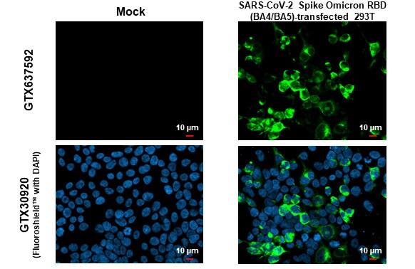 SARS-CoV-2 Spike RBD Antibody (HL1867) - Omicron Variant - Azide and BSA Free