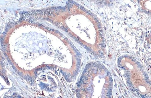 Scribble Antibody (HL1639) - Azide and BSA Free