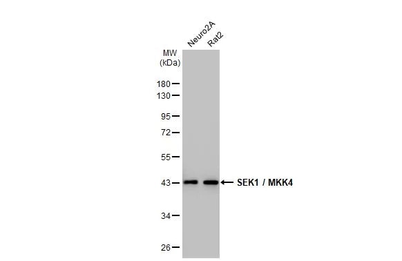 MKK4/MEK4 Antibody (HL1839) - Azide and BSA Free