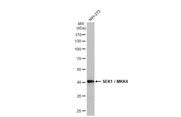 MKK4/MEK4 Antibody (HL1888) - Azide and BSA Free