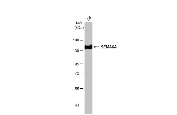 Semaphorin 6A Antibody (HL2120) - Azide and BSA Free