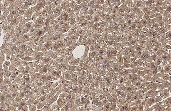 SERCA2 ATPase Antibody (HL2352) - Azide and BSA Free