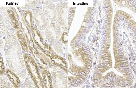 SHB Antibody (HL1455) - Azide and BSA Free