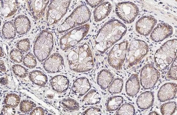 SIGIRR Antibody (HL2008) - Azide and BSA Free