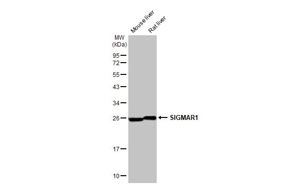 Sigma-1 R/OPRS1 Antibody (HL2230) - Azide and BSA Free
