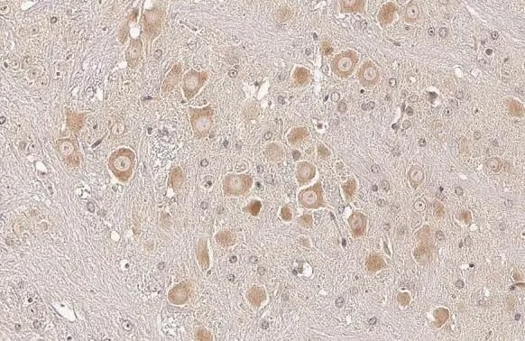 Sigma-1 R/OPRS1 Antibody (HL2230) - Azide and BSA Free