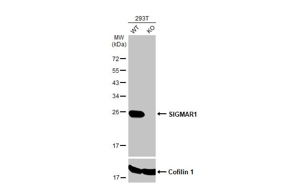 Sigma-1 R/OPRS1 Antibody (HL2230) - Azide and BSA Free