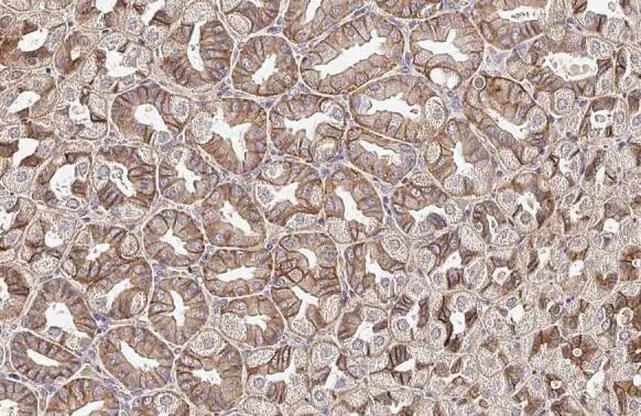 Sigma-1 R/OPRS1 Antibody (HL2274) - Azide and BSA Free