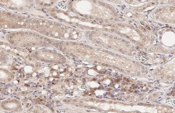 SLC1A5 Antibody (HL1988) - Azide and BSA Free
