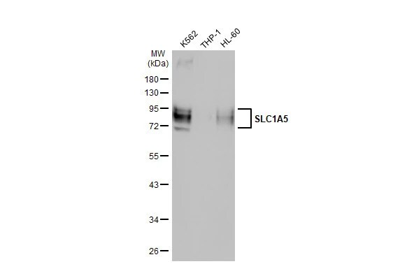 SLC1A5 Antibody (HL1988) - Azide and BSA Free