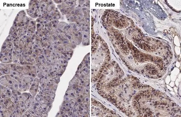 SLC1A5 Antibody (HL1988) - Azide and BSA Free