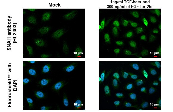 Snail Antibody (HL2303) - Azide and BSA Free