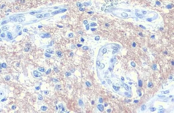 AP180 Antibody (HL1657) - Azide and BSA Free