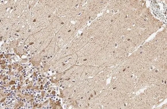 AP180 Antibody (HL1657) - Azide and BSA Free