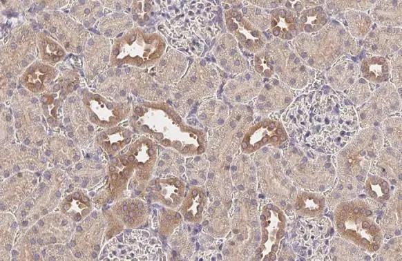 SNX5 Antibody (HL2375) - Azide and BSA Free