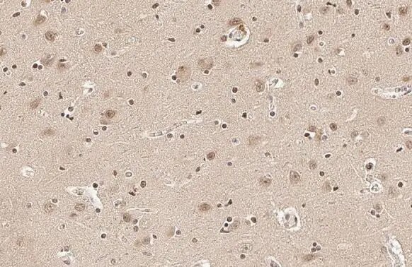 SOD1/Cu-Zn SOD Antibody (HL1652) - Azide and BSA Free