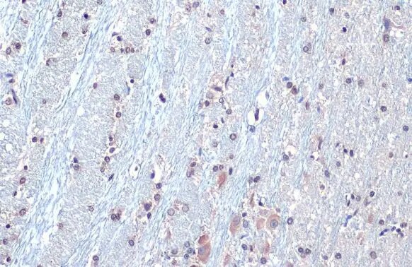 SOD1/Cu-Zn SOD Antibody (HL1652) - Azide and BSA Free
