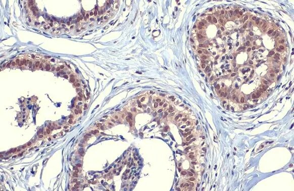 SOD1/Cu-Zn SOD Antibody (HL1652) - Azide and BSA Free