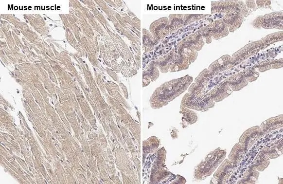 SPG7 Antibody (HL2236) - Azide and BSA Free