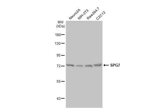 SPG7 Antibody (HL2236) - Azide and BSA Free