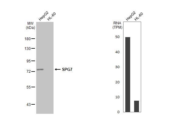 SPG7 Antibody (HL2236) - Azide and BSA Free