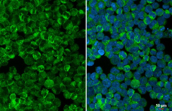 StAR Antibody (HL1360) - Azide and BSA Free