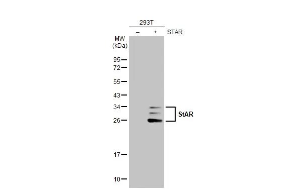 StAR Antibody (HL1360) - Azide and BSA Free