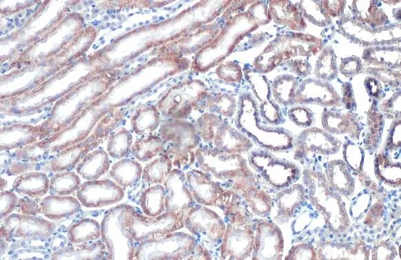 StAR Antibody (HL1360) - Azide and BSA Free