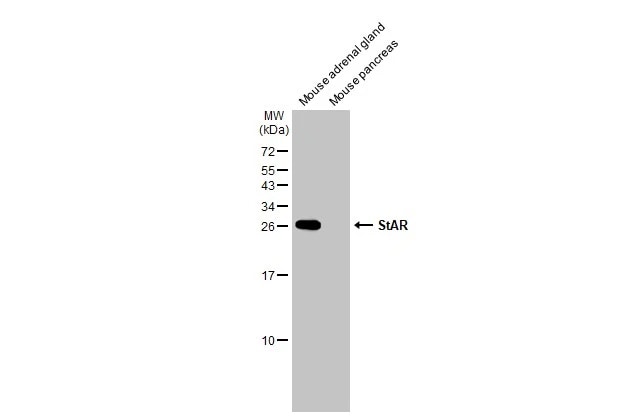 StAR Antibody (HL1360) - Azide and BSA Free