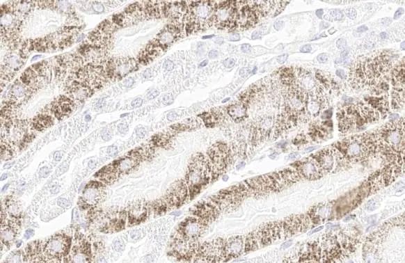 StAR Antibody (HL1360) - Azide and BSA Free