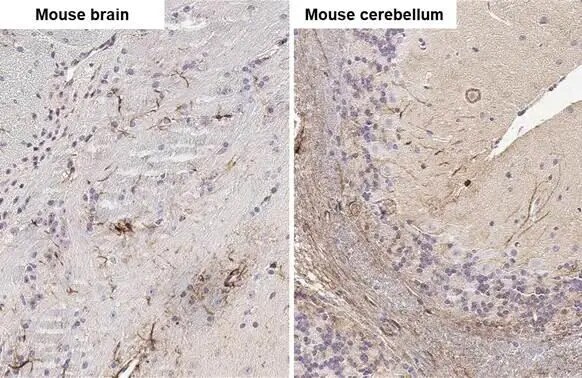 Stargazin Antibody (HL2268) - Azide and BSA Free