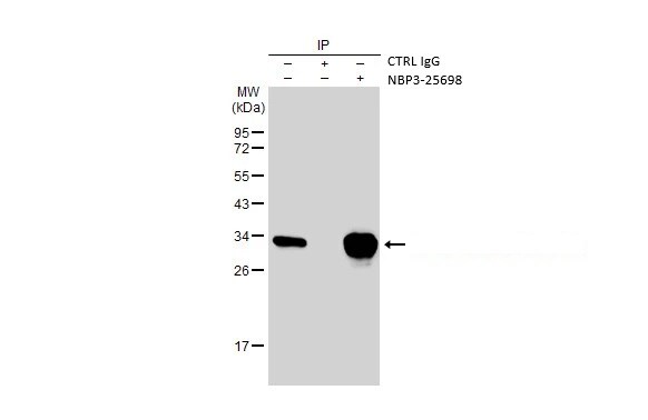 Strep II Tag Antibody (HL1251) - Azide and BSA Free Immunoprecipitation: Strep II Tag Antibody (HL1251) - Azide and BSA Free [NBP3-25698]