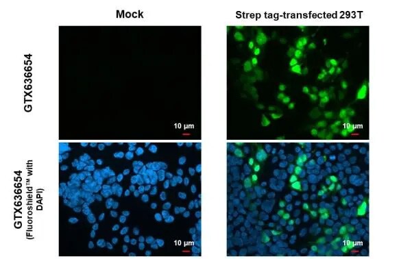Strep II Tag Antibody (HL1252) - Azide and BSA Free