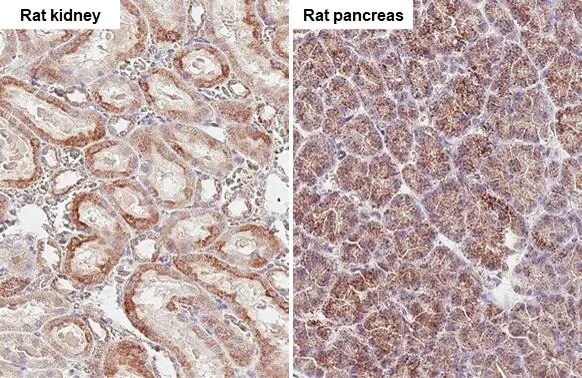 SUCLG1 Antibody (HL2387) - Azide and BSA Free
