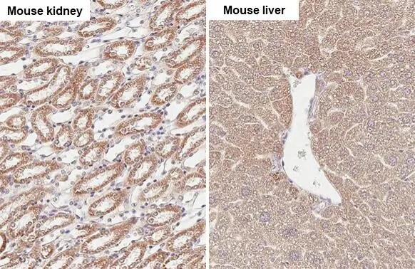 SUCLG1 Antibody (HL2387) - Azide and BSA Free