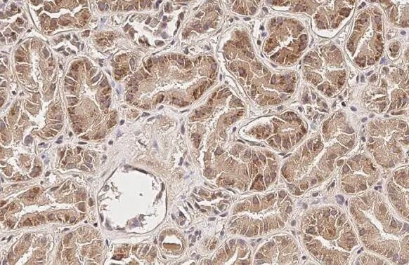 SUCLG1 Antibody (HL2387) - Azide and BSA Free