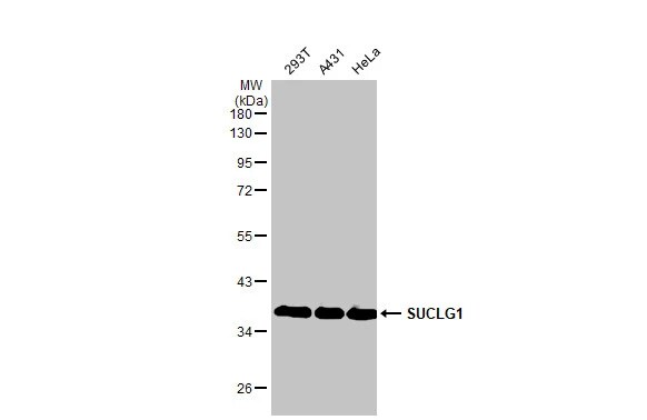 SUCLG1 Antibody (HL2387) - Azide and BSA Free