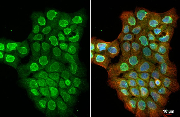 SUN1 Antibody (HL1947) - Azide and BSA Free